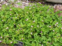 Tradescantia x Andersoniana Rubra (fam. Commelinacees) (1) (Photo F. Mrugala)